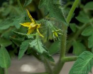 DSC_7187.jpg