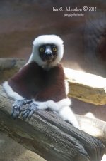 monkey2ssmall.jpg