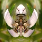 Bee2.jpg