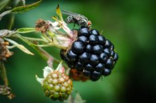 20140817-Blackberry with fly.jpg