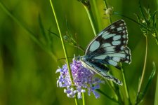 20140703-Melanargia galathea.jpg