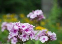 _DSC3906.jpg