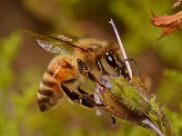 Bee3.jpg