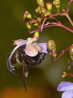 Bee4.jpg