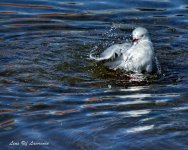 Seagull bathing LOL.jpg