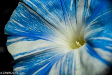 Blue and white2 (1 of 1).jpg