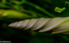 Spiral Birth 2 (1 of 1).jpg