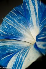 Blue and white3 (1 of 1).jpg