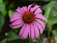 Echinacea.jpg