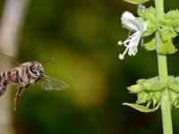Bee.jpg