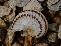Snail.jpg