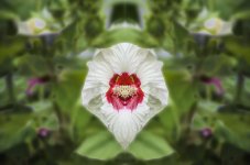 Flowers_011a_rev.jpg