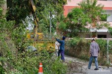 tree-cut-1.jpg
