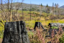Only You (Can Prevent Forest Fires) III.jpg