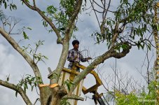 tree-cut-2.jpg