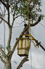 tree-cut-5.jpg