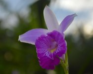 DSC_0125_01.jpg