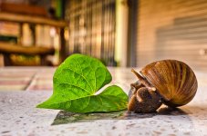 snail-1.jpg
