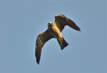 DSC_5044.jpg