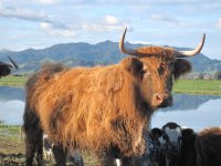 highland cattle.03.jpg