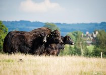 Yaks.jpg