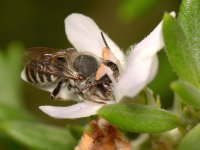 Bee3.jpg