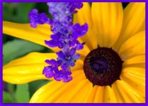 Blue Salvia with Gloriosa Daisy.jpg