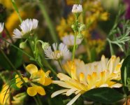 100% crop wild flowers aug20th.jpg