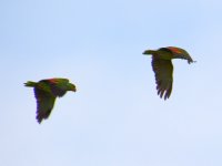 Parrots.jpg