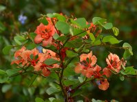 Bauhinia.jpg