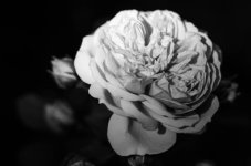 20140820-they call me the wild rose.jpg