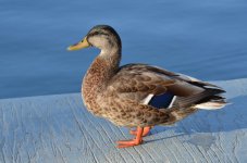 DSC_5798.jpg