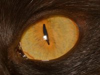 CatsEye.jpg