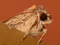 Moth4.jpg