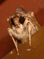 Moth5.jpg