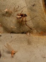 Spider.jpg