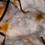 ESC_0484a.jpg