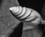 Spiral Birth BW (1 of 1).jpg