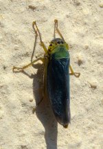 Cicadella viridis - Green Leafhopper male 2.jpg