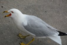 DSC_5624.JPG