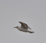 DSC_5633.JPG