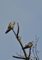 DSC_5120.jpg