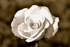 DSC_5108.jpg
