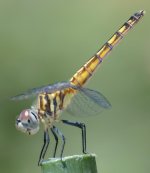 DSC_5907.jpg