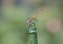 DSC_5908.jpg