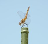 DSC_5911.jpg