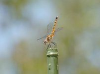 DSC_5914.jpg