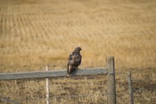 Red Tail Hawk Back.JPG