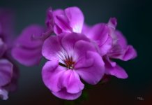 My Mothers Flowers.JPG