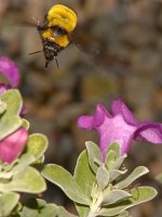 Bee2.jpg